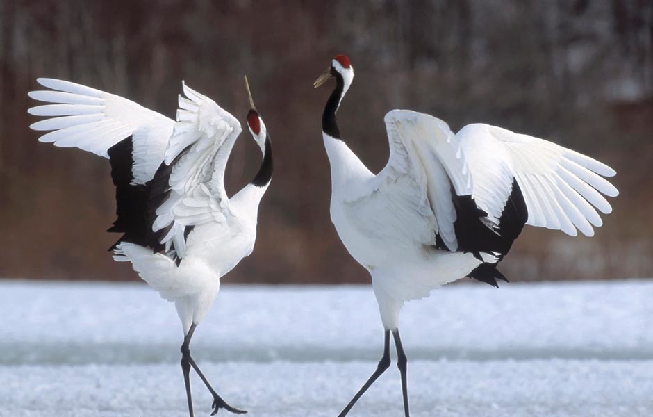 0004_red-crowned-crane.jpg