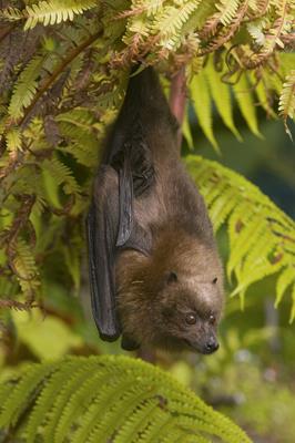 00480496_Rodrigues_Flying_Fox_Pteropus_rodricensis_Credit_Steve_Gettle_Minden_Pictures.jpg