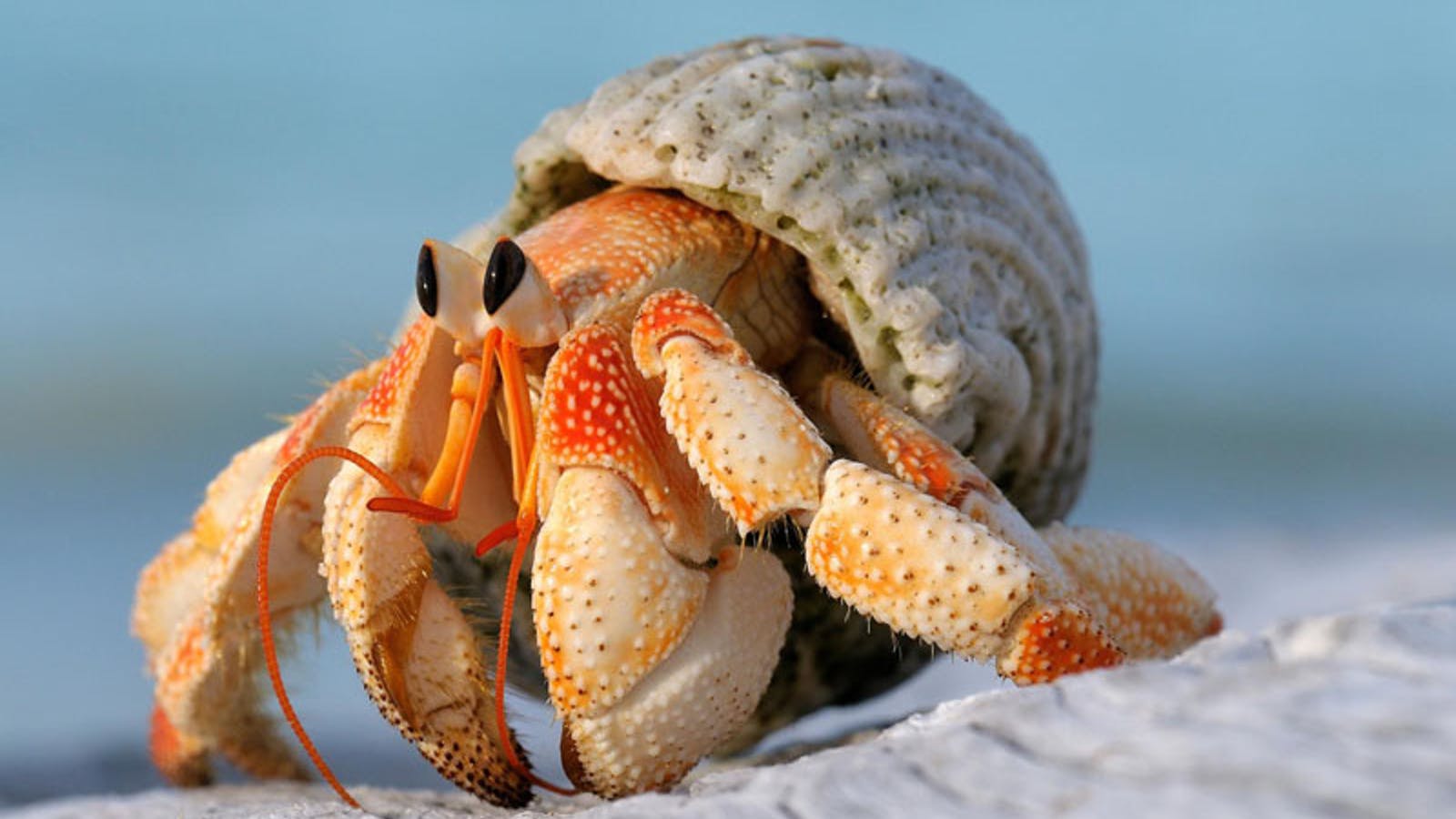 01-hermit-crabs-minden_00512417.ngsversion.1547661601286.adapt.1900.1.jpg