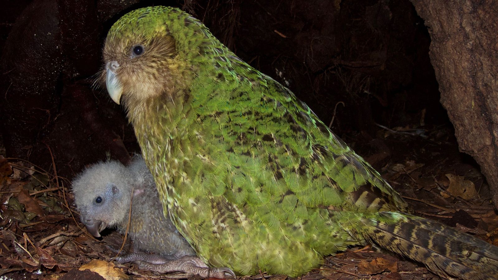 01-saving-kakapo-alice_tumeke2_dscn5792.jpg