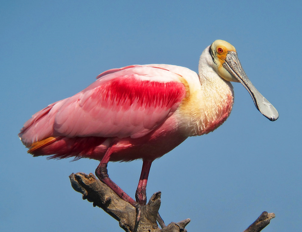 02_-_roseate_spoonbill.png