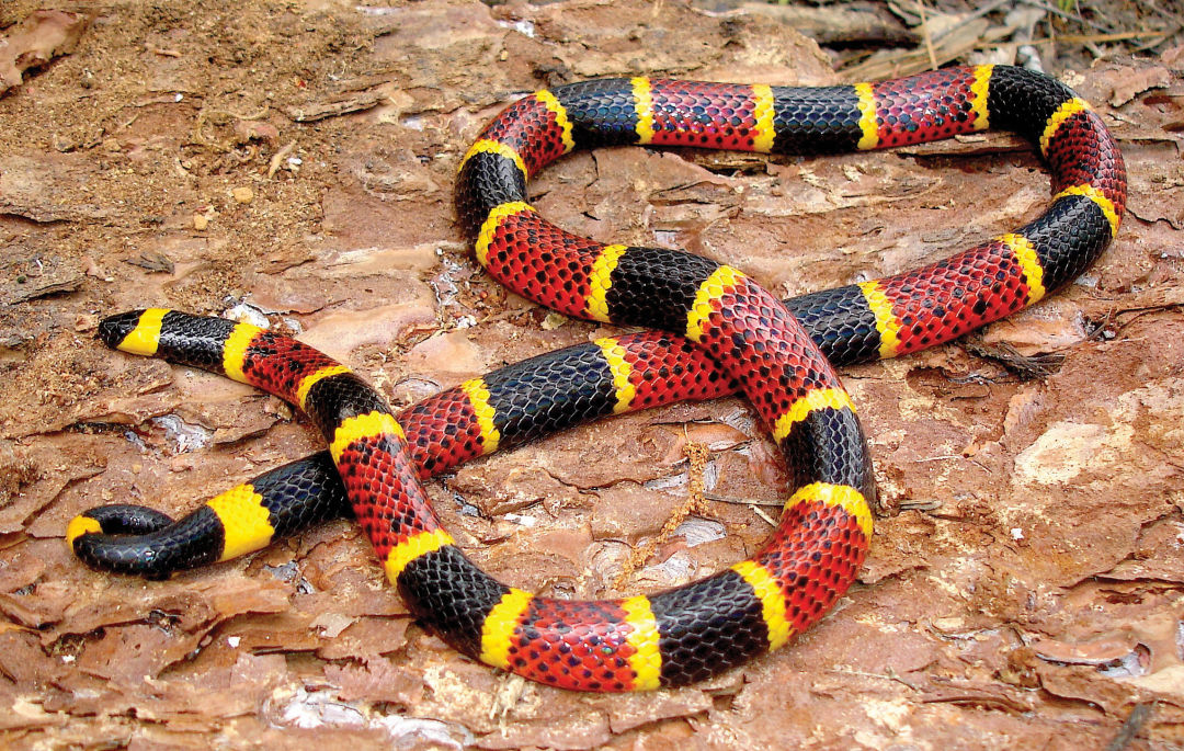 0517-coral-snake_phgioq.jpg