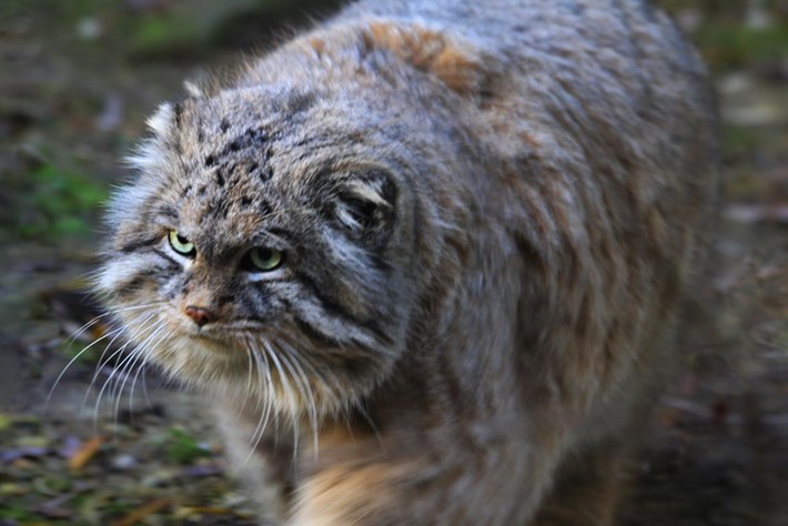06_02_2014_manul_pallass-cat_3.jpg