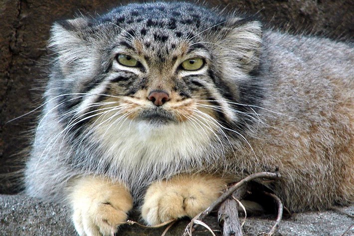 06_02_2014_manul_pallass-cat_6.jpg