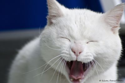 0706f96826094b369ef108ee49f4b52c--pet-food-white-cats.jpg