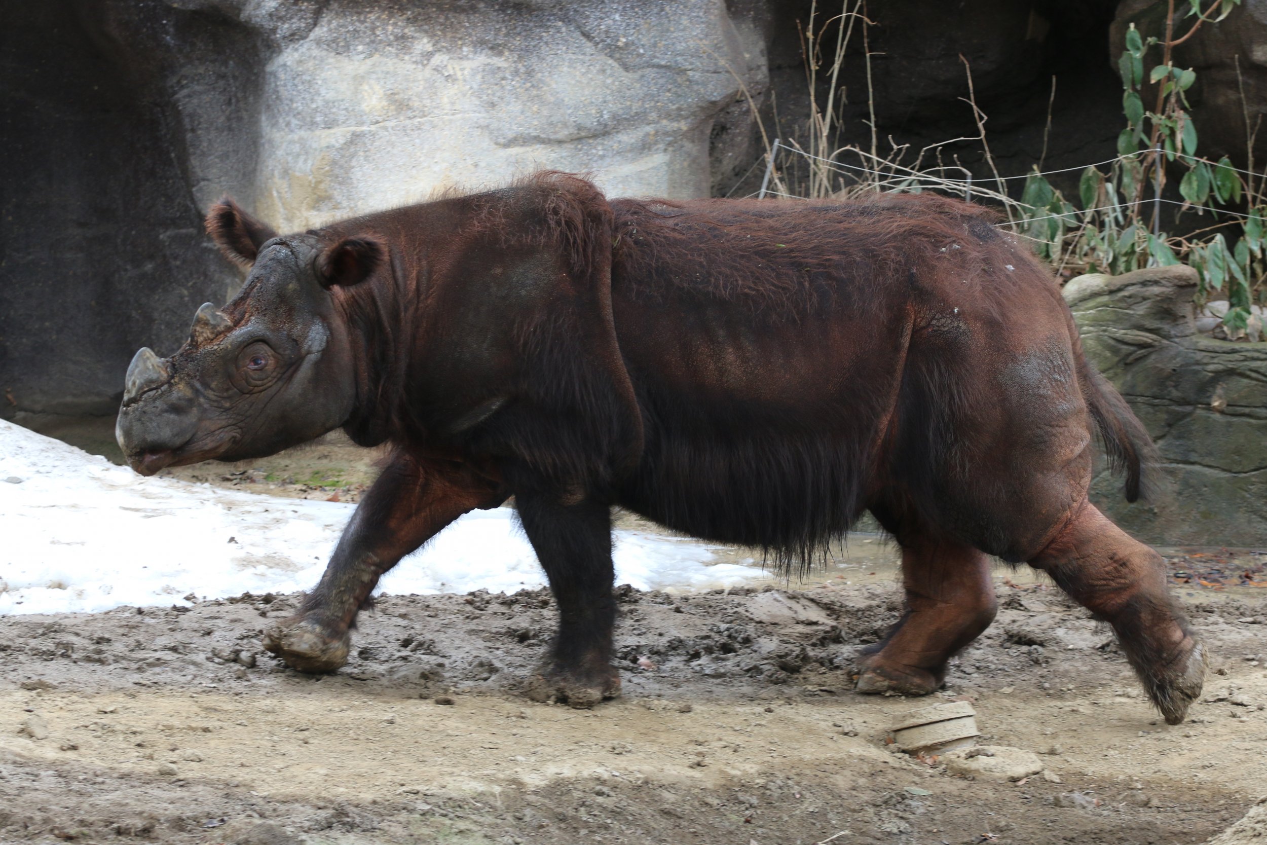 0821-sumatran-rhino.jpg