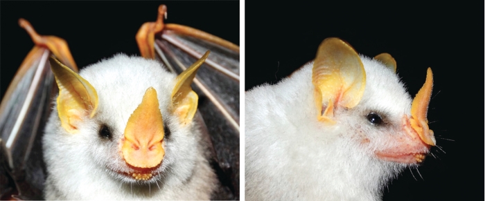 09437-scicon-bat.jpg