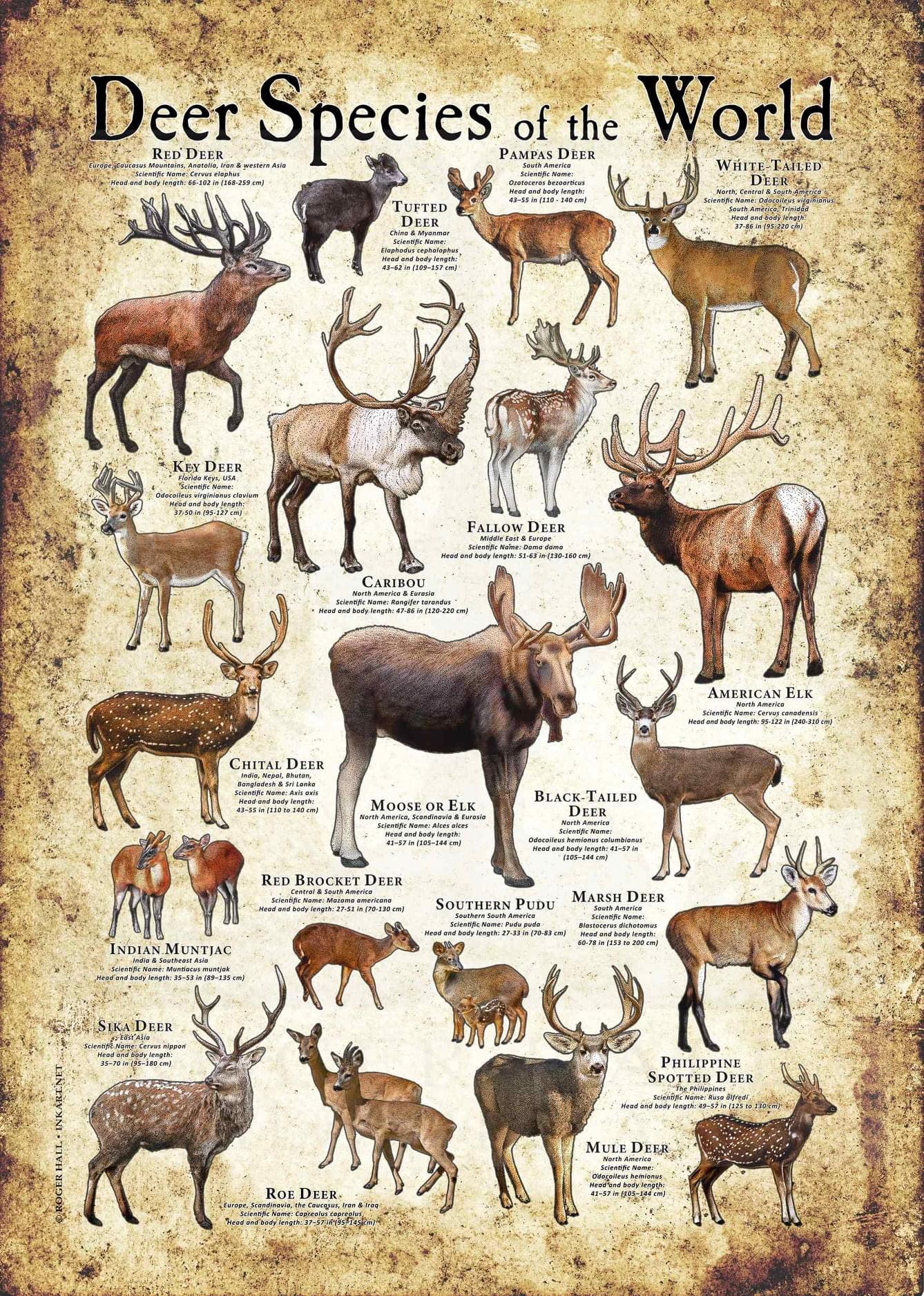 Deer like animals online