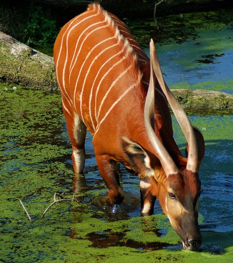 0f0bb937fd39a4aaf8734479f19b59eb--africans-wild-animals.jpg
