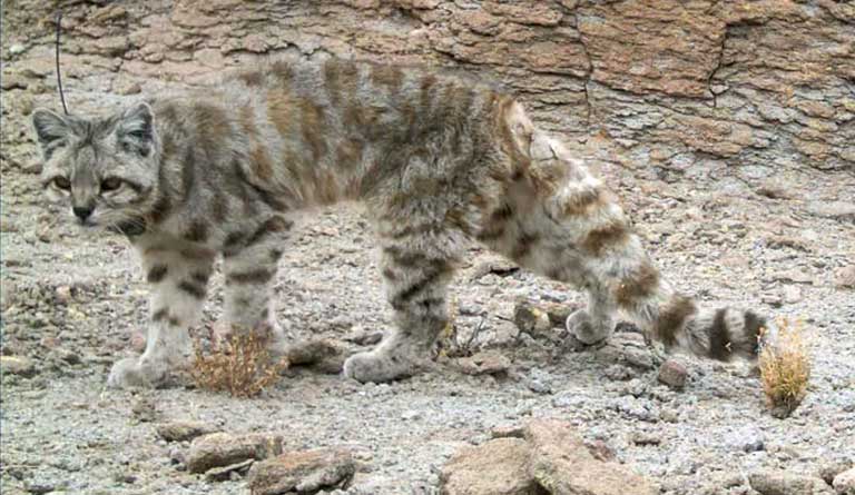 1-cat.jpg