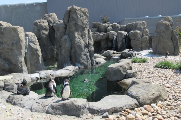 1-humbolt-penguins-calgary-zoo.jpg