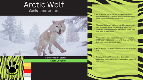 1 - PZ Info Boards - Arctic Wolf.png