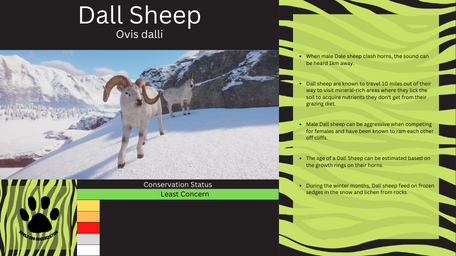 1 - PZ Info Boards - Dall Sheep.png