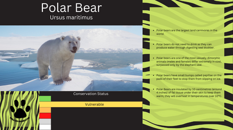 1 - PZ Info Boards - Polar Bear.png