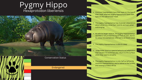 1 - PZ Info Boards - Pygmy Hippo.png
