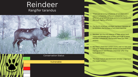 1 - PZ Info Boards - Reindeer.png