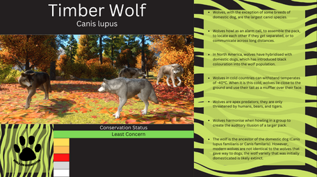 1 - PZ Info Boards - Timber Wolf.png