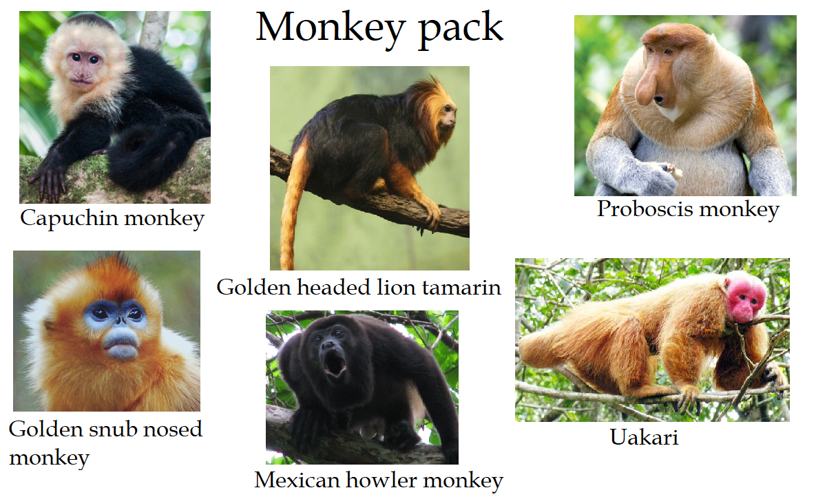 10 monkey.png