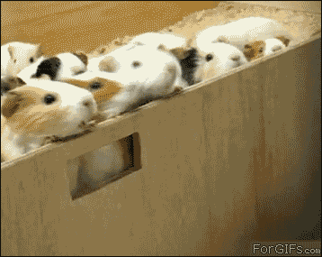 1000002159.gif