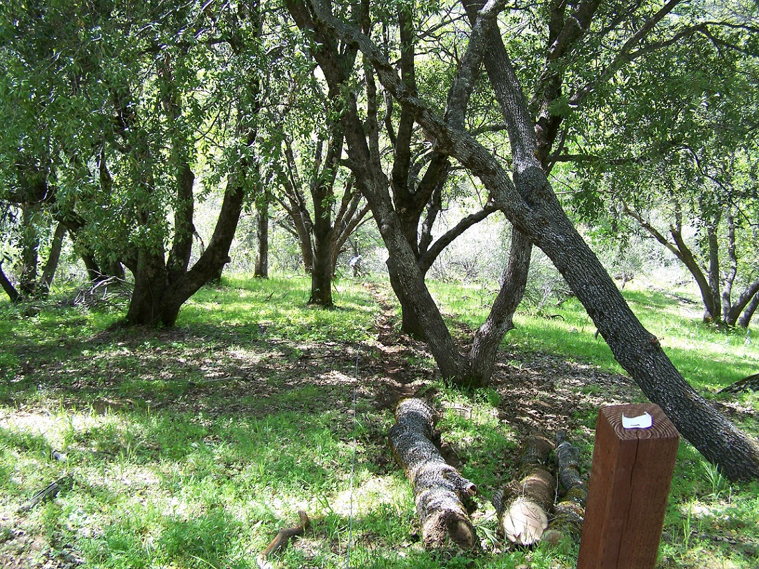 100_0520_B.jpg