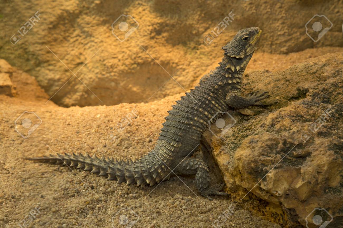 101831426-sungazer-giant-girdled-lizard-or-giant-dragon-lizard-or-giant-zonure-smaug-giganteus...jpg