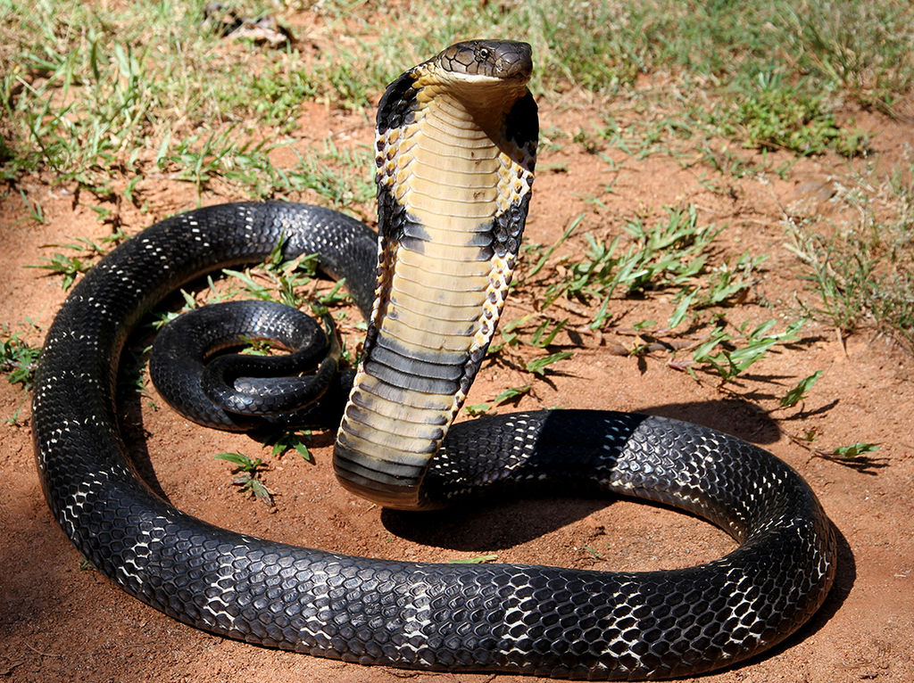 1024px-12_-_The_Mystical_King_Cobra_and_Coffee_Forests.jpg