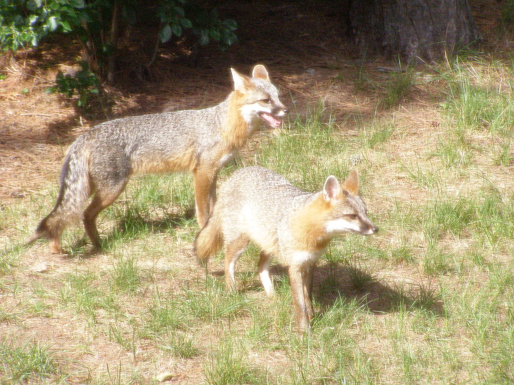 1024px-Adult_Male_&_Female_Grey_Fox.jpg