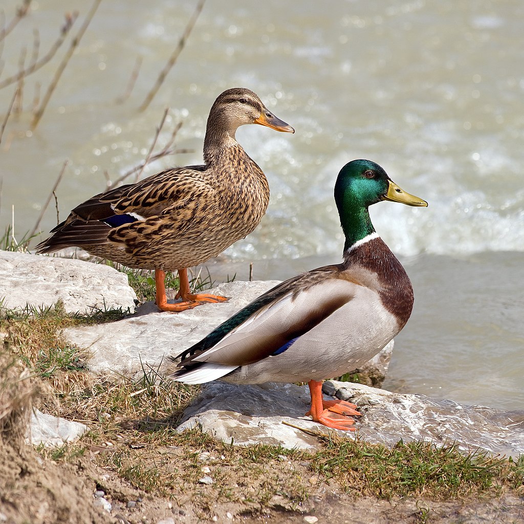 1024px-Anas_platyrhynchos_male_female_quadrat.jpg