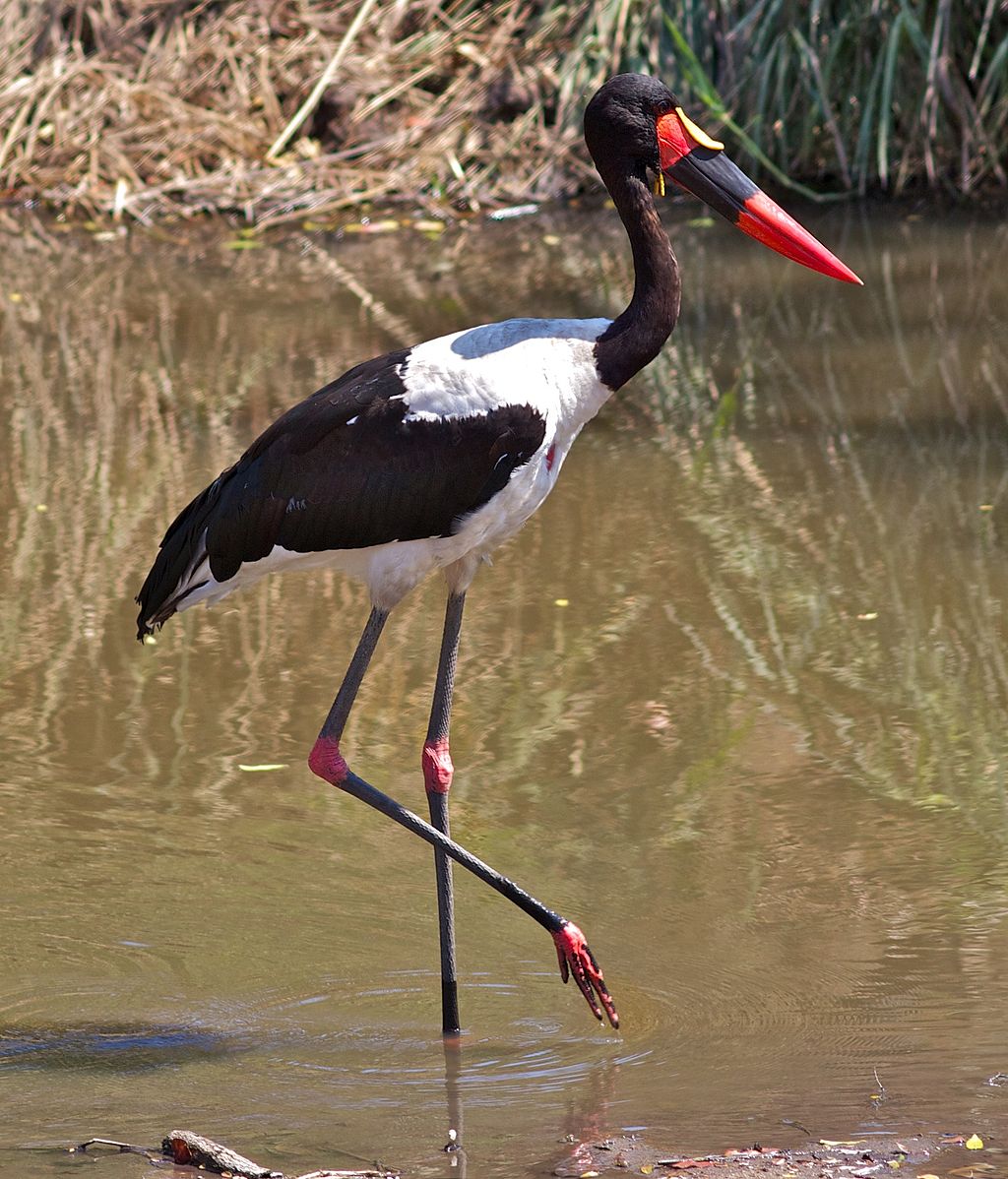 1024px-Ephippiorhynchus_senegalensis_-Kruger_National_Park,_Limpopo,_South_Africa-8.jpg