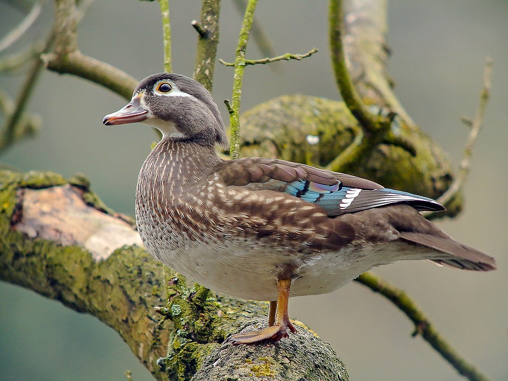 1024px-Female_Wood_Duck_(Aix_sponsa),_Parc_du_Rouge-Cloître,_Brussels.jpg