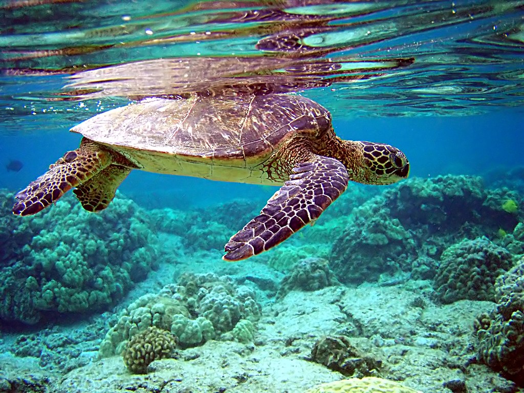 1024px-Green_turtle_swimming_over_coral_reefs_in_Kona.jpg