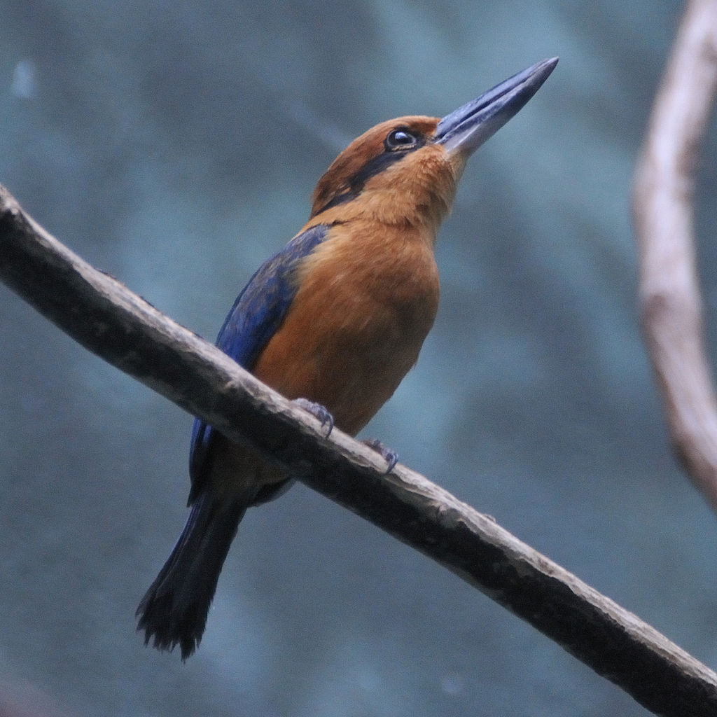 1024px-Guam_Micronesian_Kingfisher_at_Bronx_Zoo-8-4c.jpg