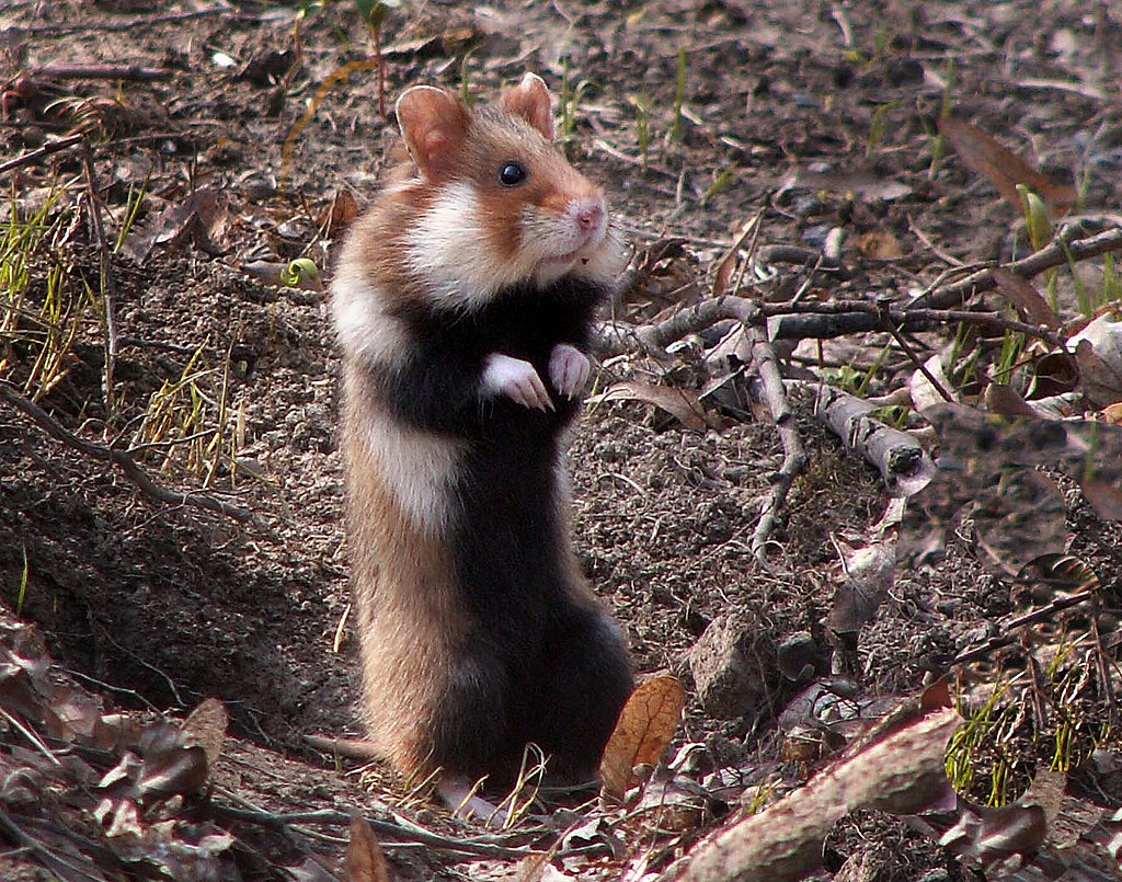 1024px-Hamster.jpg