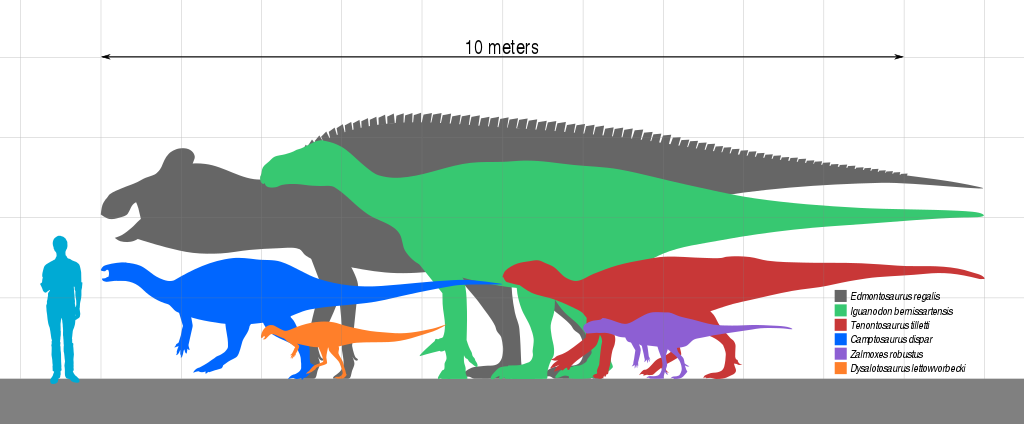 1024px-Iguanodontian_Sizes.svg.png