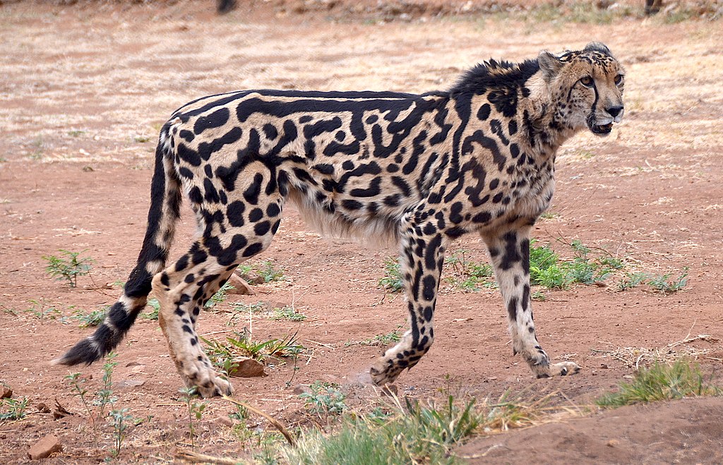 1024px-King_cheetah,_De_Wildt_Cheetah_Research_Centre_(South_Africa).jpg