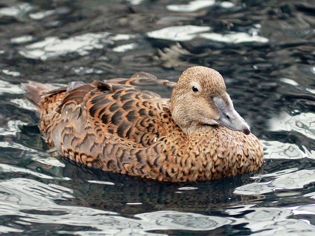 1024px-King_Eider_RWD.jpg
