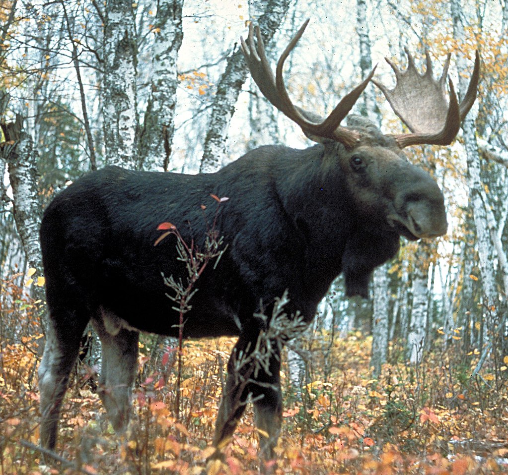 1024px-Moose_superior.jpg