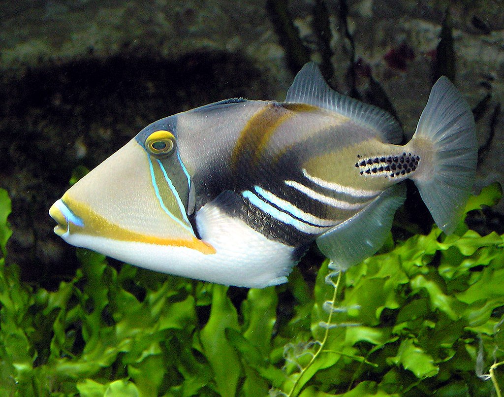 1024px-Picasso.triggerfish.arp.jpg