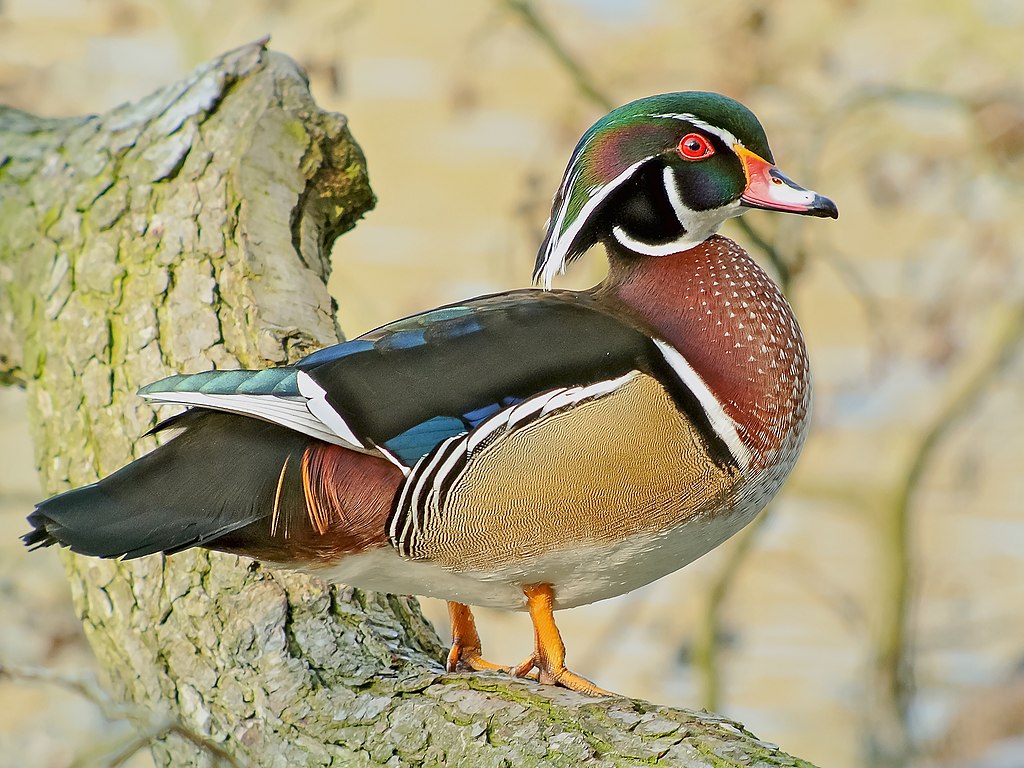 1024px-Wood_Duck_(Aix_sponsa),_Parc_du_Rouge-Cloître,_Brussels.jpg