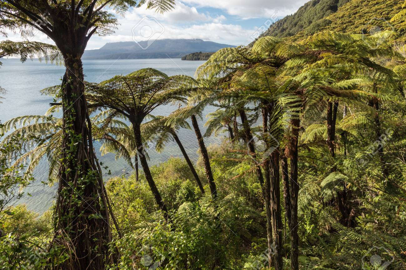 107636651-tropical-rainforest-with-black-tree-ferns-at-lake-tarawera-new-zealand.jpg