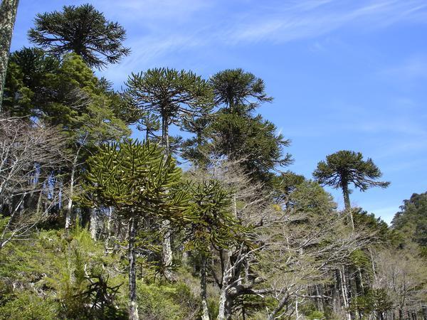 117657-Araucaria-Monkey-Puzzle-Forest-0.jpg