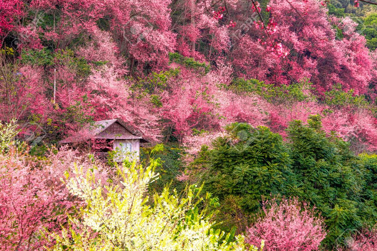 119600059-the-old-hut-hiding-in-the-beautiful-cherry-blossom-forest-it-s-look-like-dreamy-fore...jpg