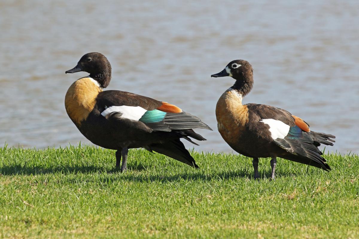 120080Australian Shelduck, Perth, Jan 2016.jpg
