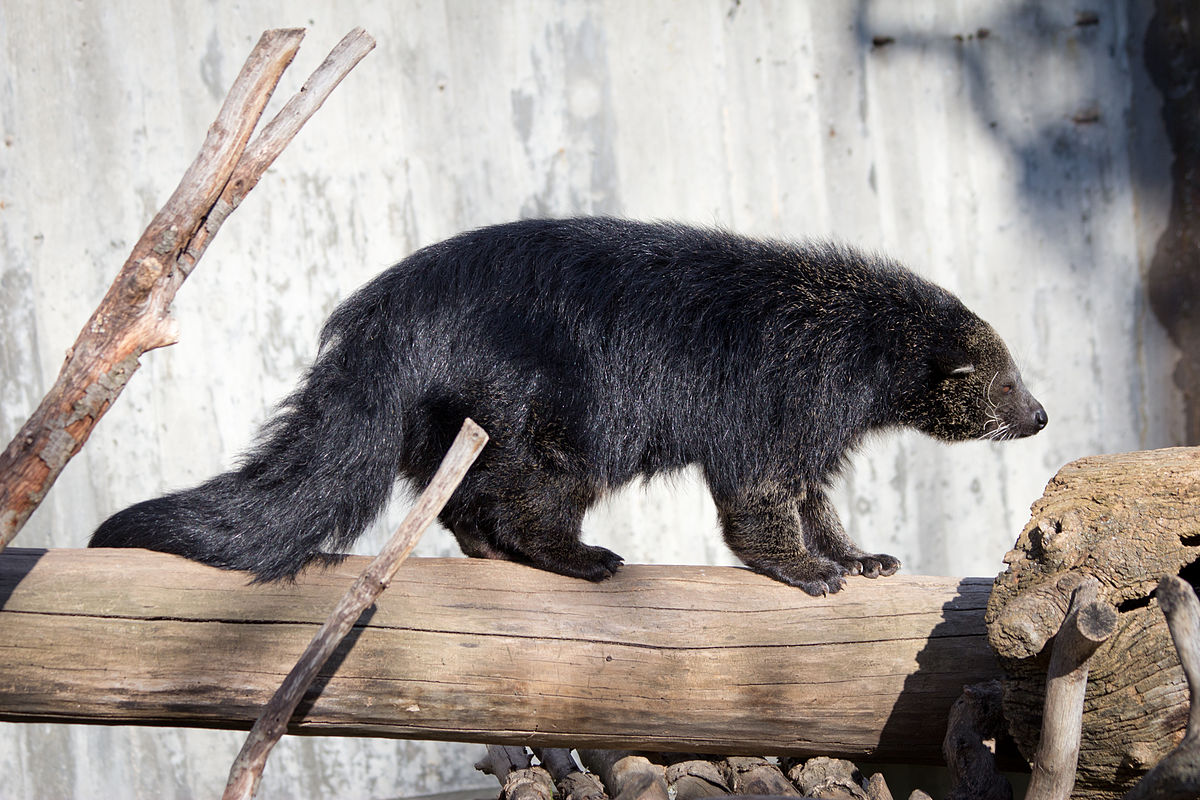 1200px-Arctictis_binturong_-_03.jpg