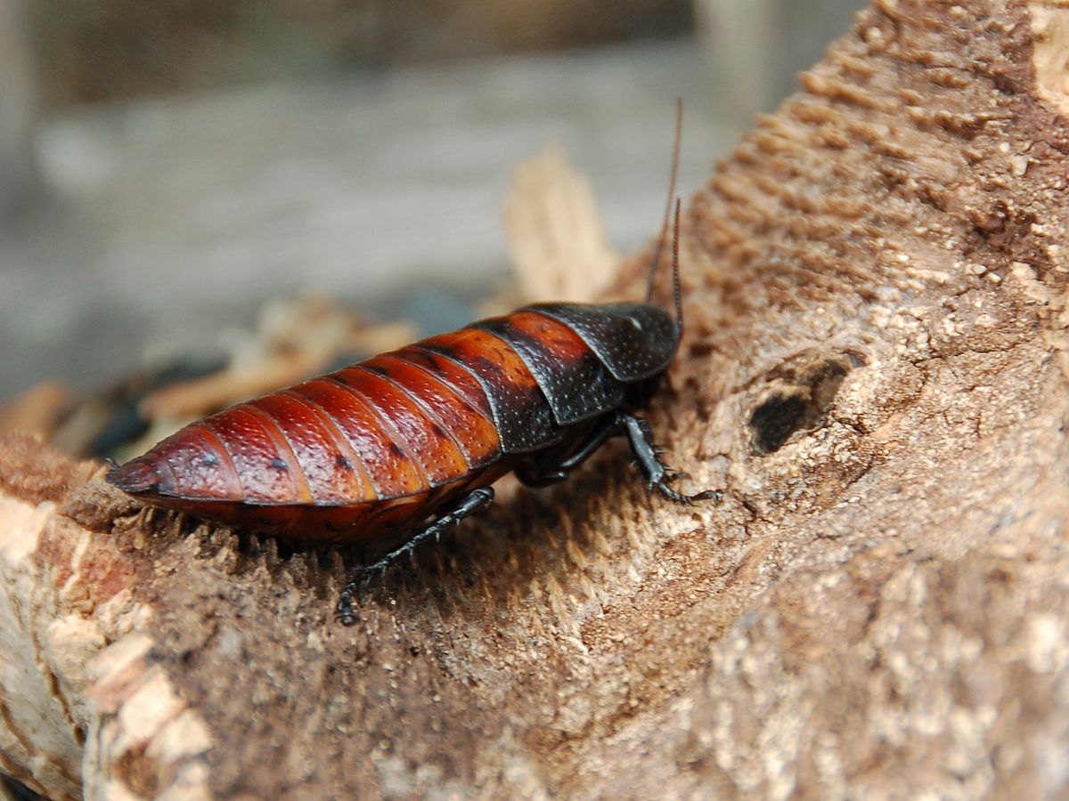 1200px-Female_Madagascar_hissing_cockroach.jpeg