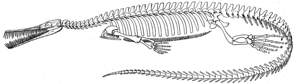 1200px-Mesosaurus.png
