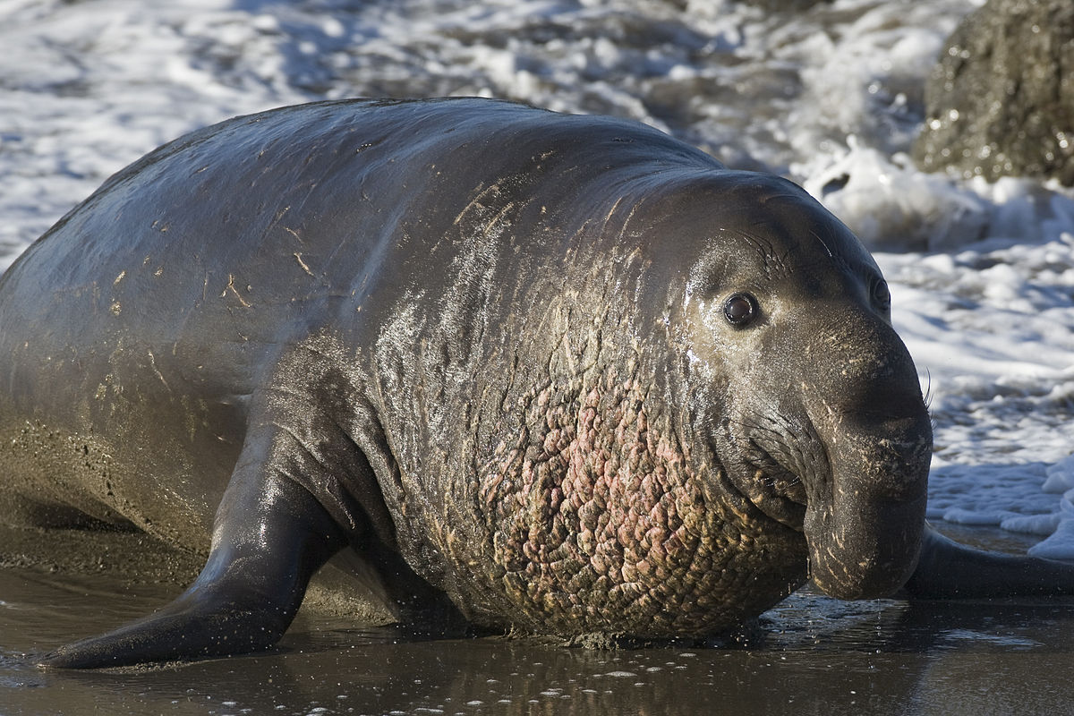 1200px-Northern_Elephant_Seal,_Piedras_Blancas,_San_Simeon,_CA_02feb2009.jpg