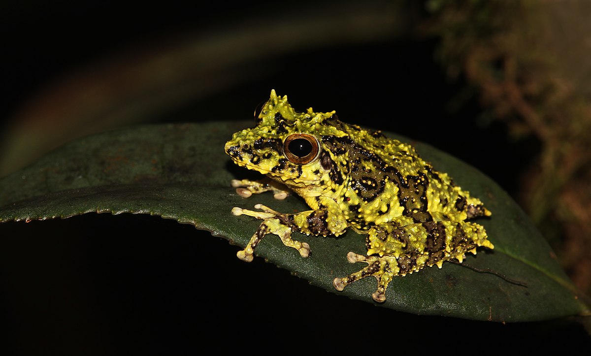 1200px-Pseudophilautus_schmarda.jpg