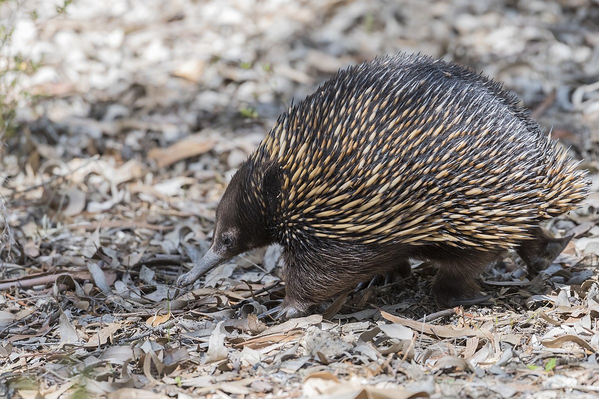 1200px-Short-beaked_echidna_in_ANBG.jpg