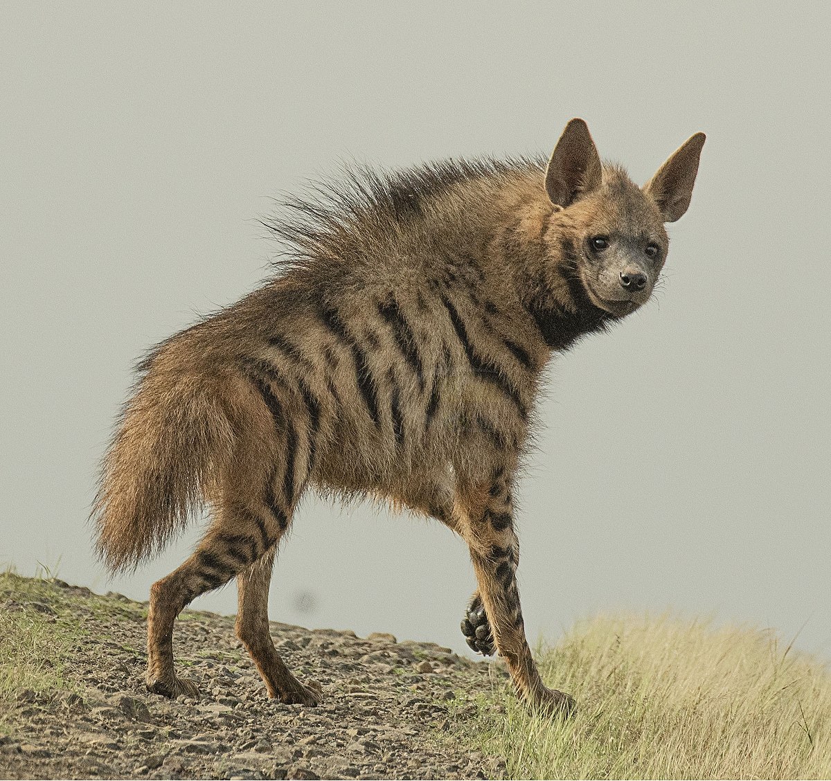 1200px-Striped_hyena_(Hyaena_hyaena)_-_cropped.jpg